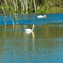 Schwäne auf dem Weiher Unterfrankenohe