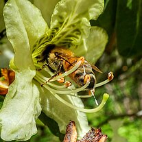 Biene in eine Blüte