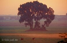Baumgruppe mit Rehwildpärchen Baumgruppe mit Rehwildpärchen
