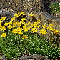 Blümchen zwischen den Steinen