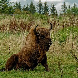 Bison