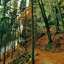 Weg durch den Herbstwald