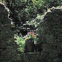 Topf mit Geranien in der Ruine