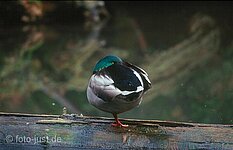 Stockente ( Anas platyrhýnchos )