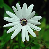 Blüte weiße Sternblume