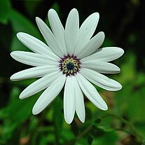 Blüte weiße Sternblume