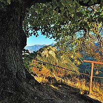 Baum an der Ruine Falkenstein