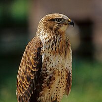 Gerfalke ( Falco rusticolus )