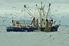 Möven umkreisen den Krabbenkutter