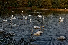 Schwäne auf dem See Schwäne auf dem See