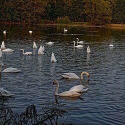 Schwäne auf dem See