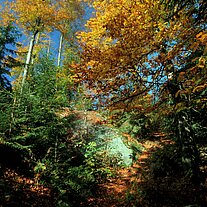 Herbstwald mit Weg