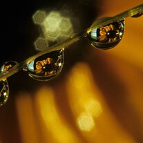 Wassertropfen und Blüte