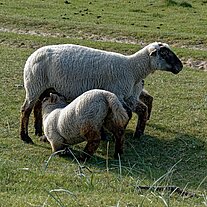 Schafe am Rudjerg Knude Fyr