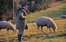 Schäfer bei Pichlberg