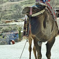 Kamel wartet auf den Fotoeinsatz