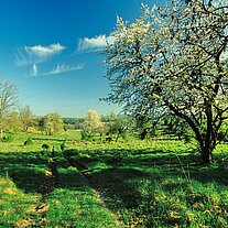 alter Obstgarten bei Pappenberg