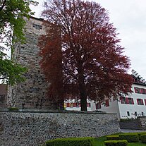 Rotbuche und Stadtmauer