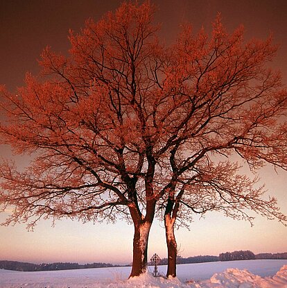 Leitenbaum am Wintermorgen