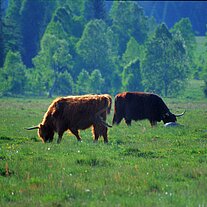 Highland Rinder ( Cattle ) bei Horska Kvilda
