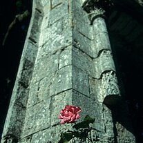 Rose und alte Granitmauer