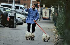 bärtiger Ire führt seine Pudel aus