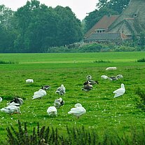 Reet gedeckter Hof mit Enten und Gänsen