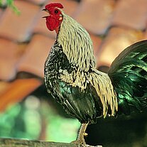 Hahn im Bauernhausmuseum