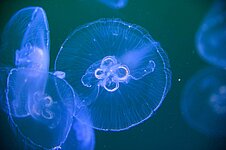 Qualle im Ozeaneum Qualle im Ozeaneum