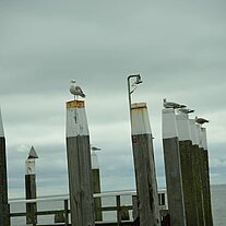 Möven auf den Stegen