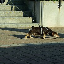 Dackel zieht Frauchen weg
