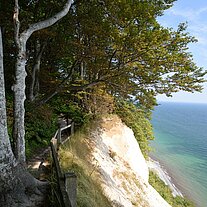 Bäume am Klippenrand