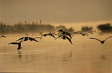 Kormorane fliegen ein