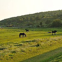 Friesen auf der Weide