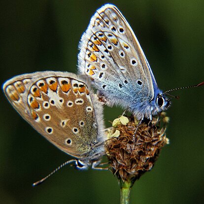 Bläulinge ( Polyommatus icarus )