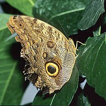 Bananenfalter ( Caligo eurilochus )