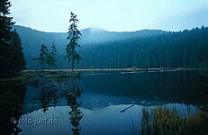 gr. Arbersee Baumhalbinsel gr. Arbersee Baumhalbinsel