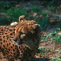 Gepard ( Acinonyx jubatus )