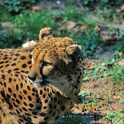 Gepard ( Acinonyx jubatus )