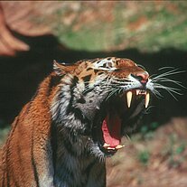 Tiger ( Panthera tigris )