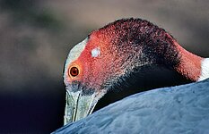 Nimmersatt ( Ibis ibis )