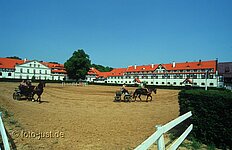 Kutschentraining im Gestüt Kutschentraining im Gestüt