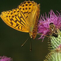 Kaisermantel - Falter auf lila Distel