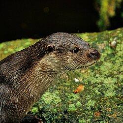 Fischotter ( Lútra Lútra )