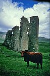 Kuh am Ardvreck Castle