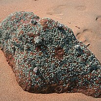 Strand Impressionen Stein mit kl. Muscheln