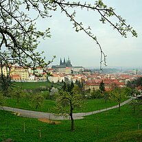 Blick auf den Hradschin mit Obstbaum