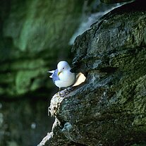 Möwe am Felsen