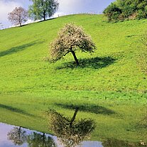 Apfelbaum an Weiher