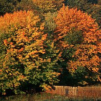 Herbst am Waldrand